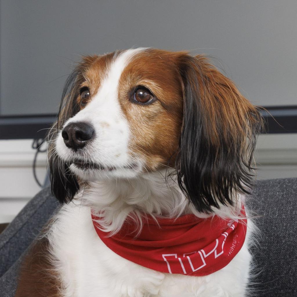 Barny, Bürohund und CFO (Chief Frontoffice)